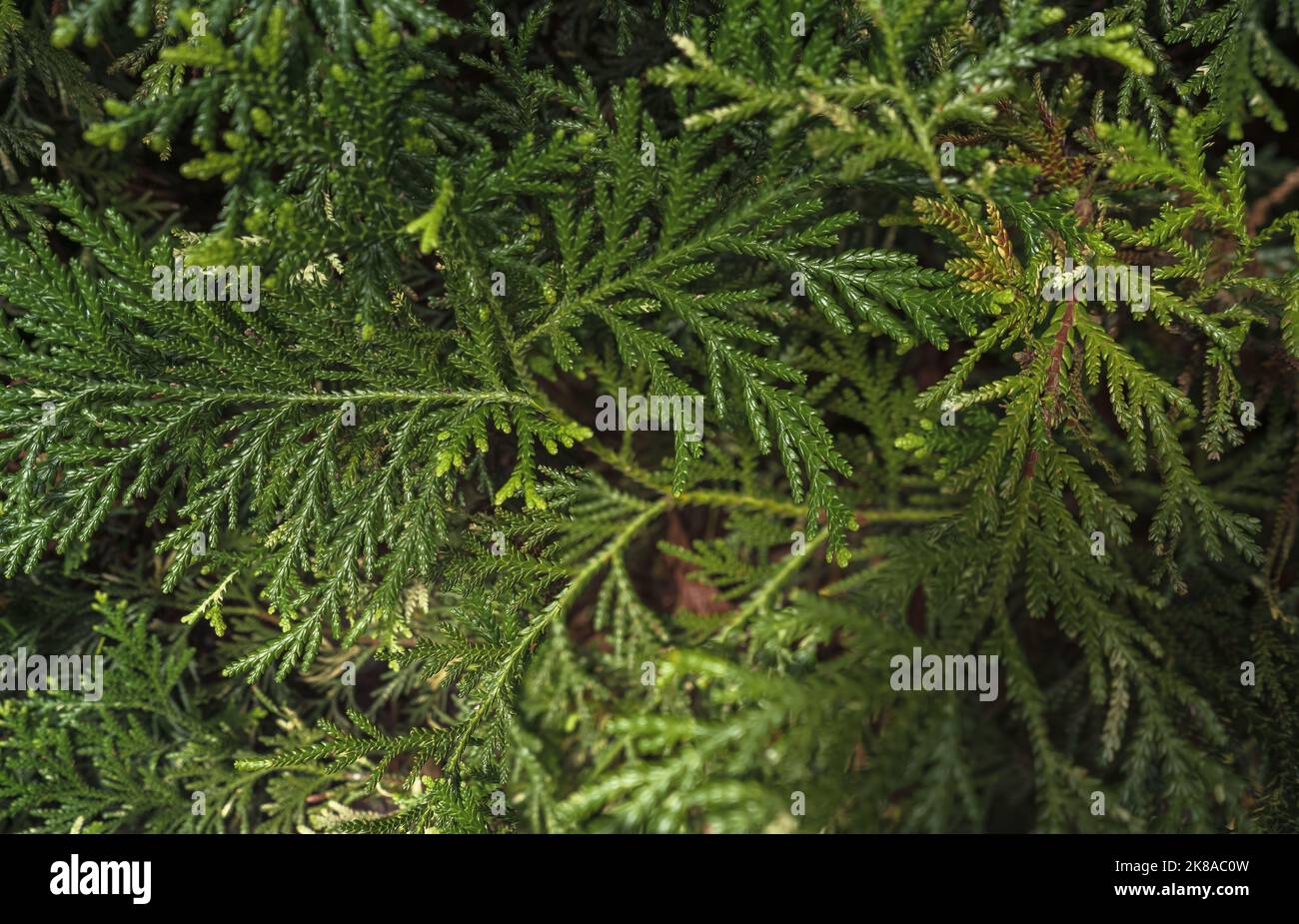 view from above on Thuja green branches Stock Photo