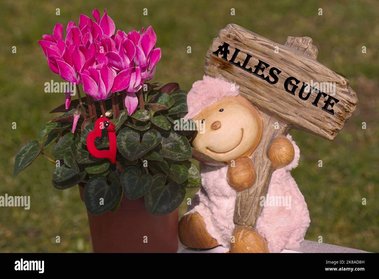 Alles Gute - Alpenveilchen mit Schäfchen u rotem Herzchen Stock Photo