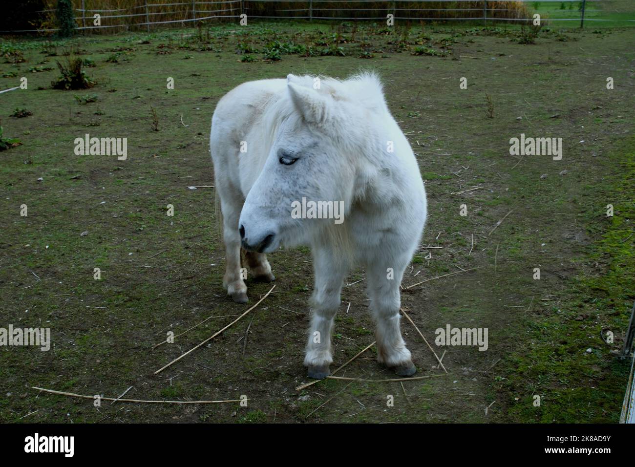 Ponys neben Landschaftsgartenschaugelände in Kitzingen Stock Photo