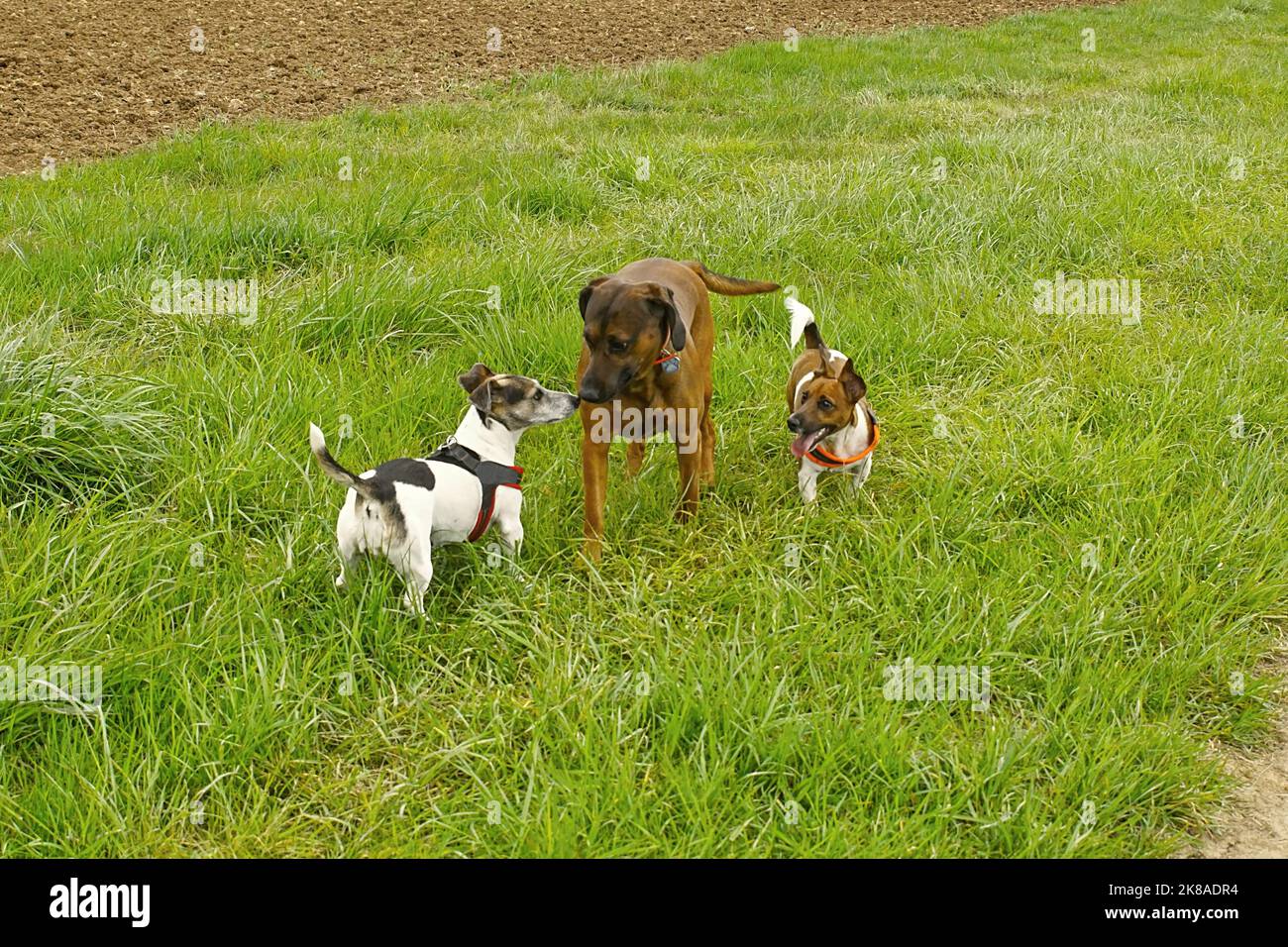 Hundetreffen - Meeting in der Natur Stock Photo