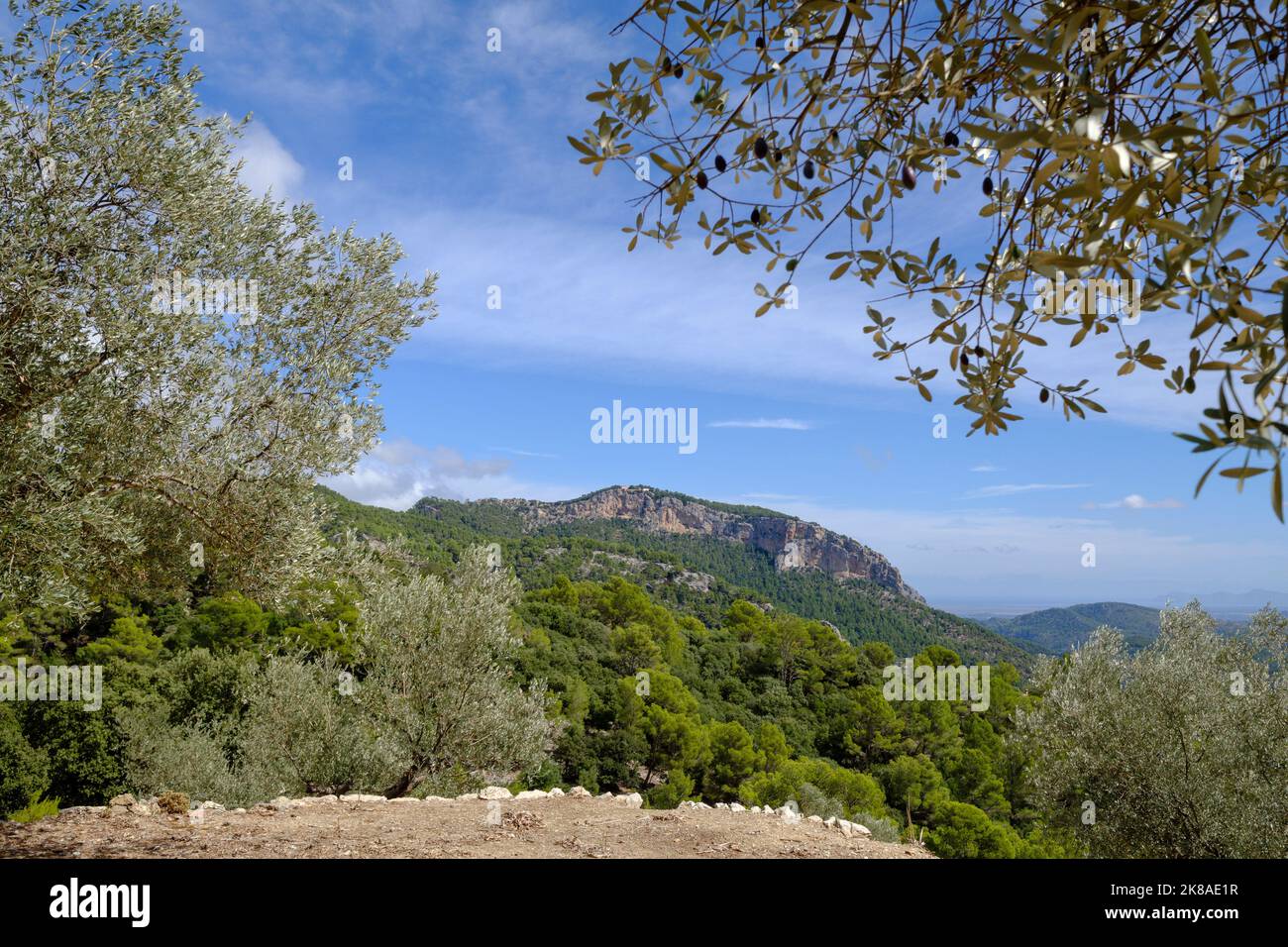 Sa Galera olive grove with Alaro castle in the background, Alaro, walk ...