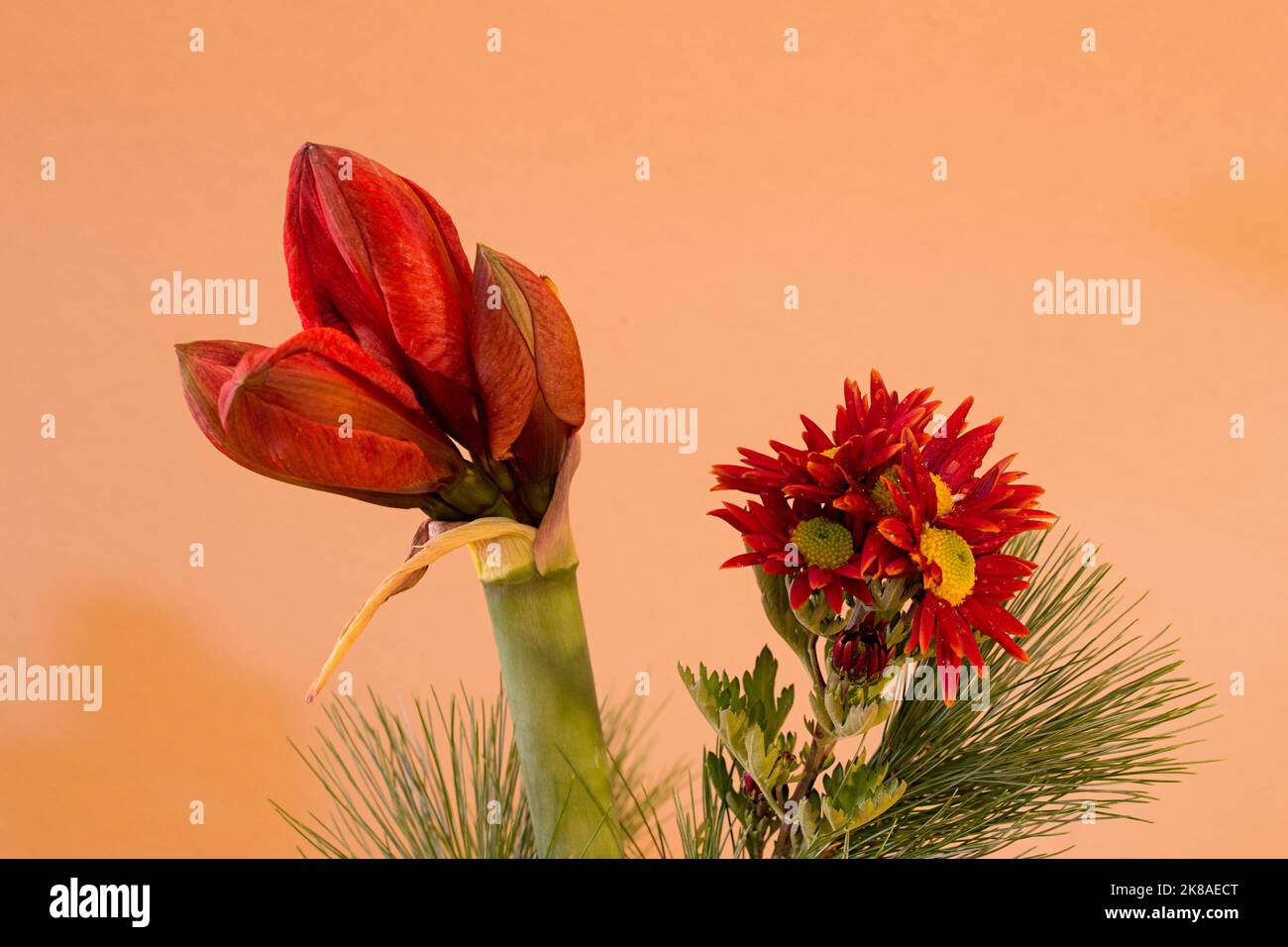 Amaryllis mit roten Chrysanthemen Stock Photo
