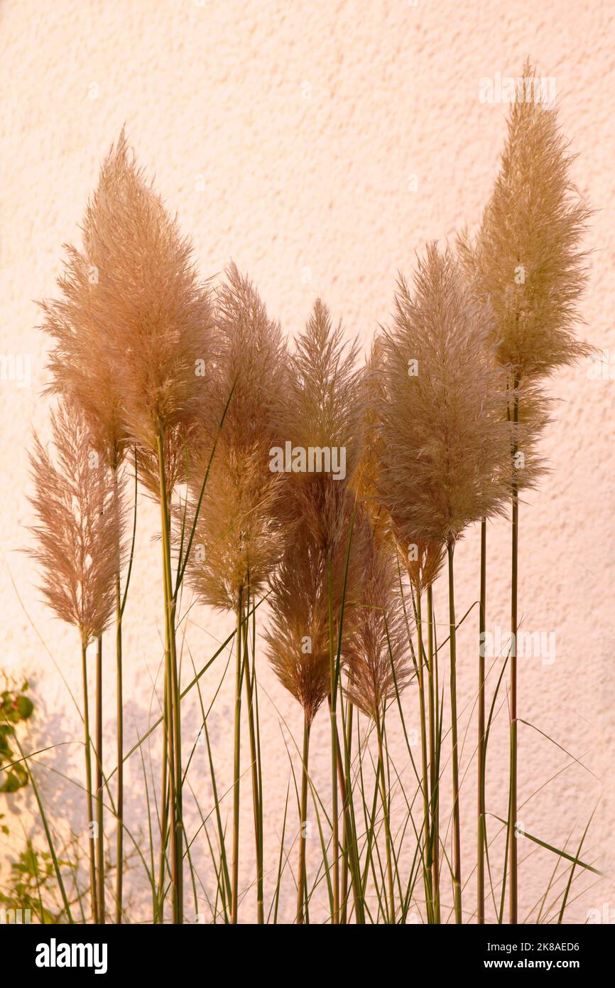Pampasgras im Garten Stock Photo Alamy
