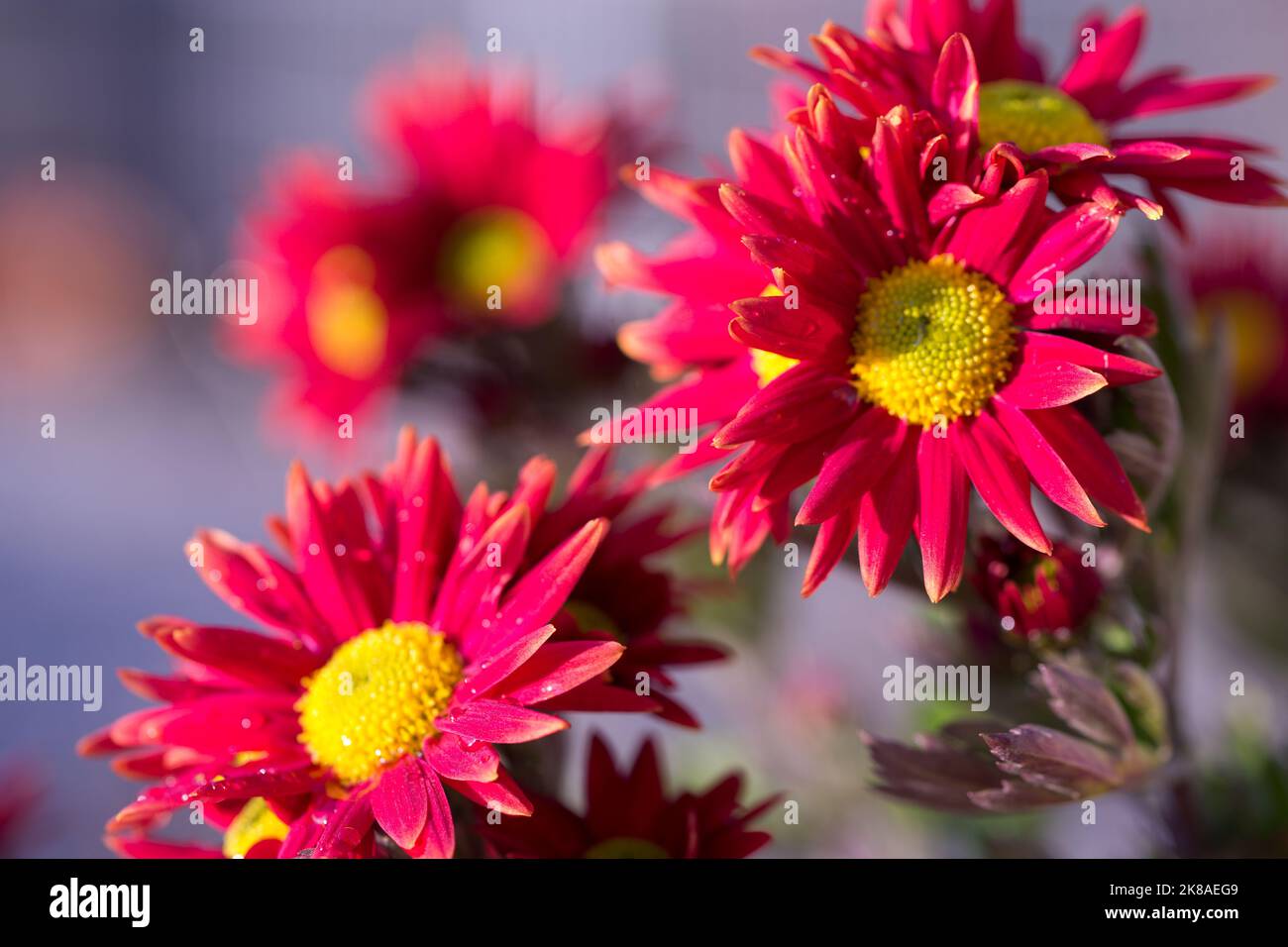 Rote Chrysanthemen im Morgentau November 2015 Stock Photo