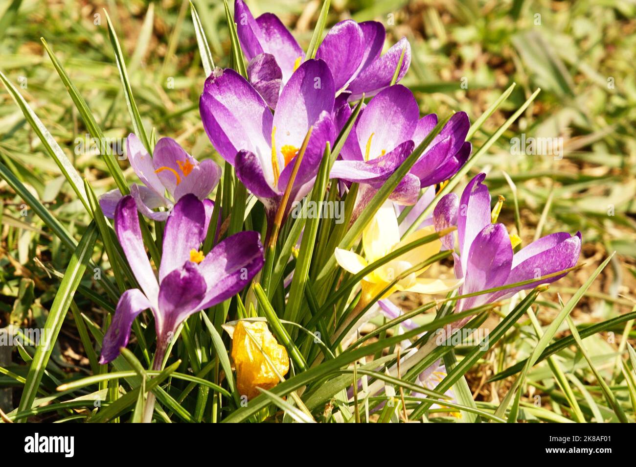 Krokusse lila und gelb Stock Photo