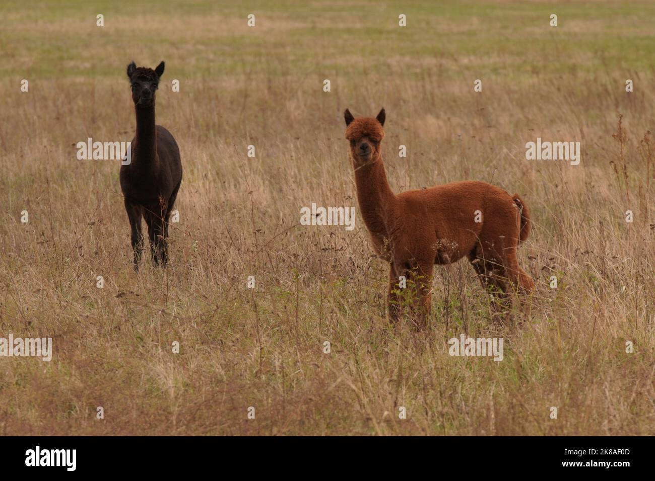 Alpakas auf einer Wiese bei Beeskow Stock Photo