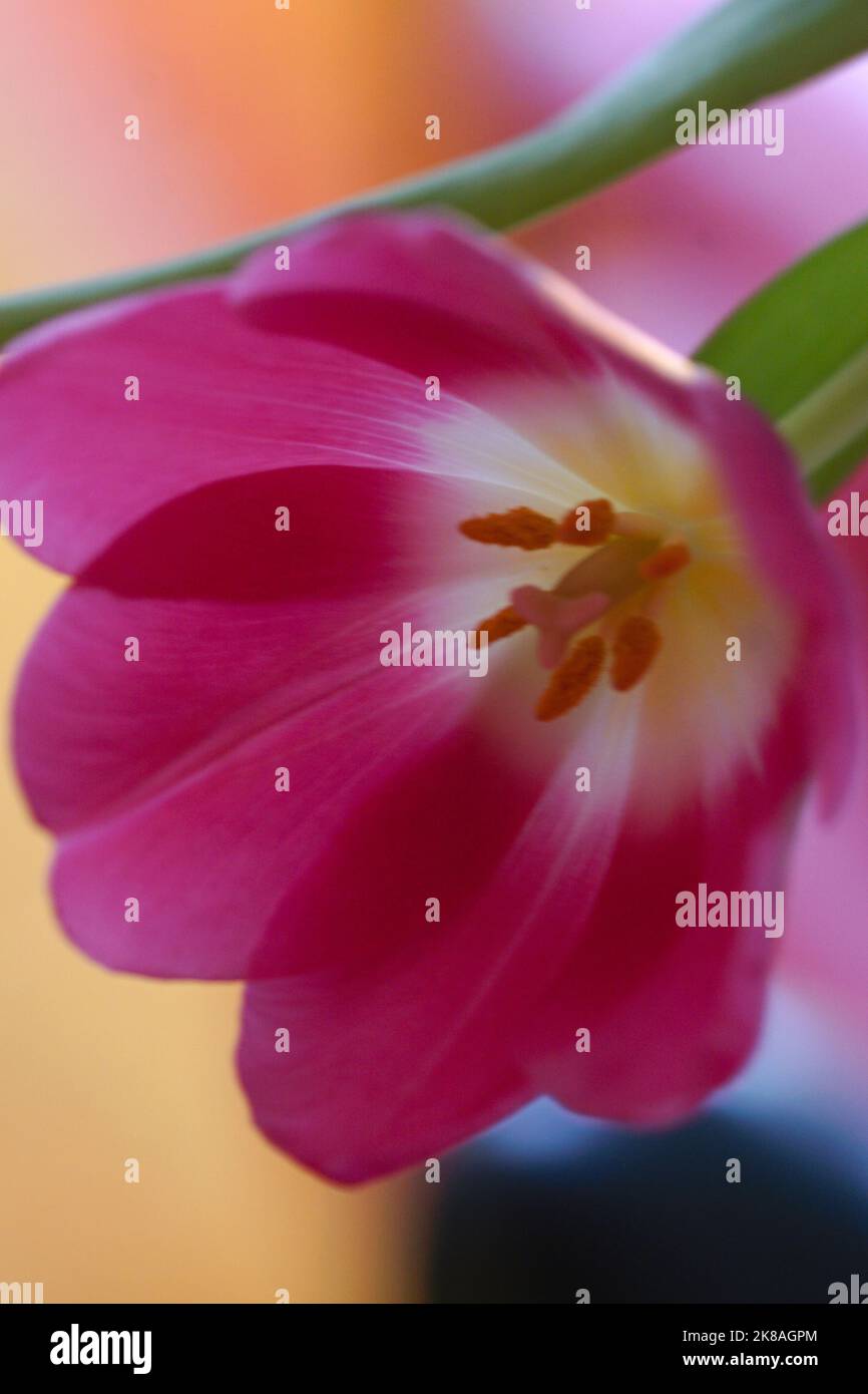 Tulpenblüten - Tulpenstrauß Stock Photo