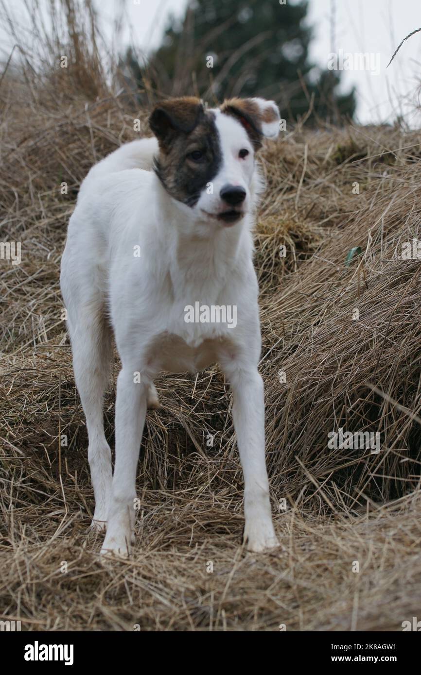 südeuropäischer Mischlingshund Pablo Stock Photo