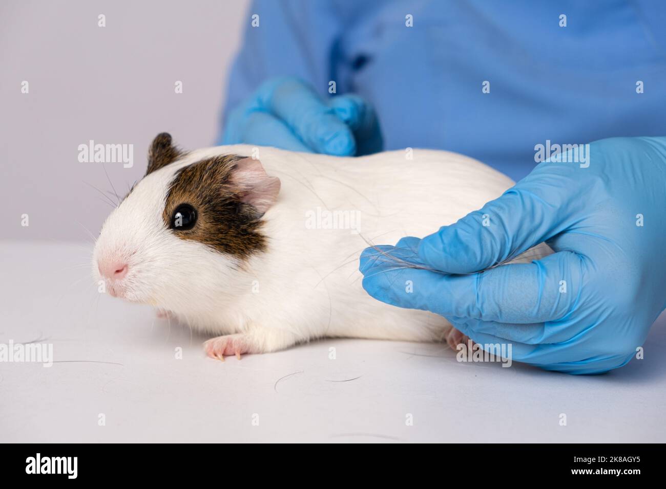 Hair loss in a guinea pig, examination by a veterinarian Stock Photo