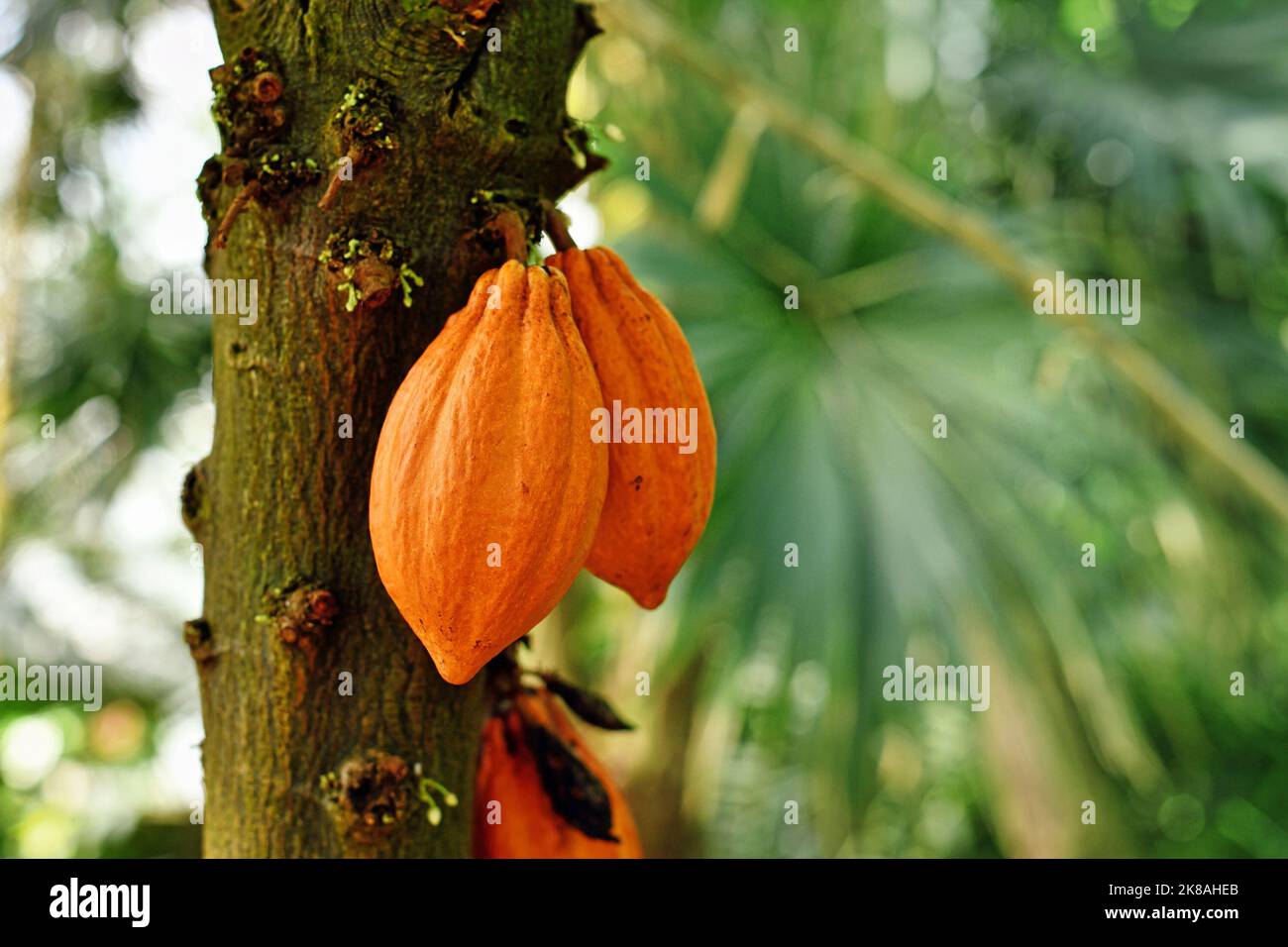 Orange cocoa pods with beans hanging on 'Theobroma Cacao' Cacao tree Stock Photo