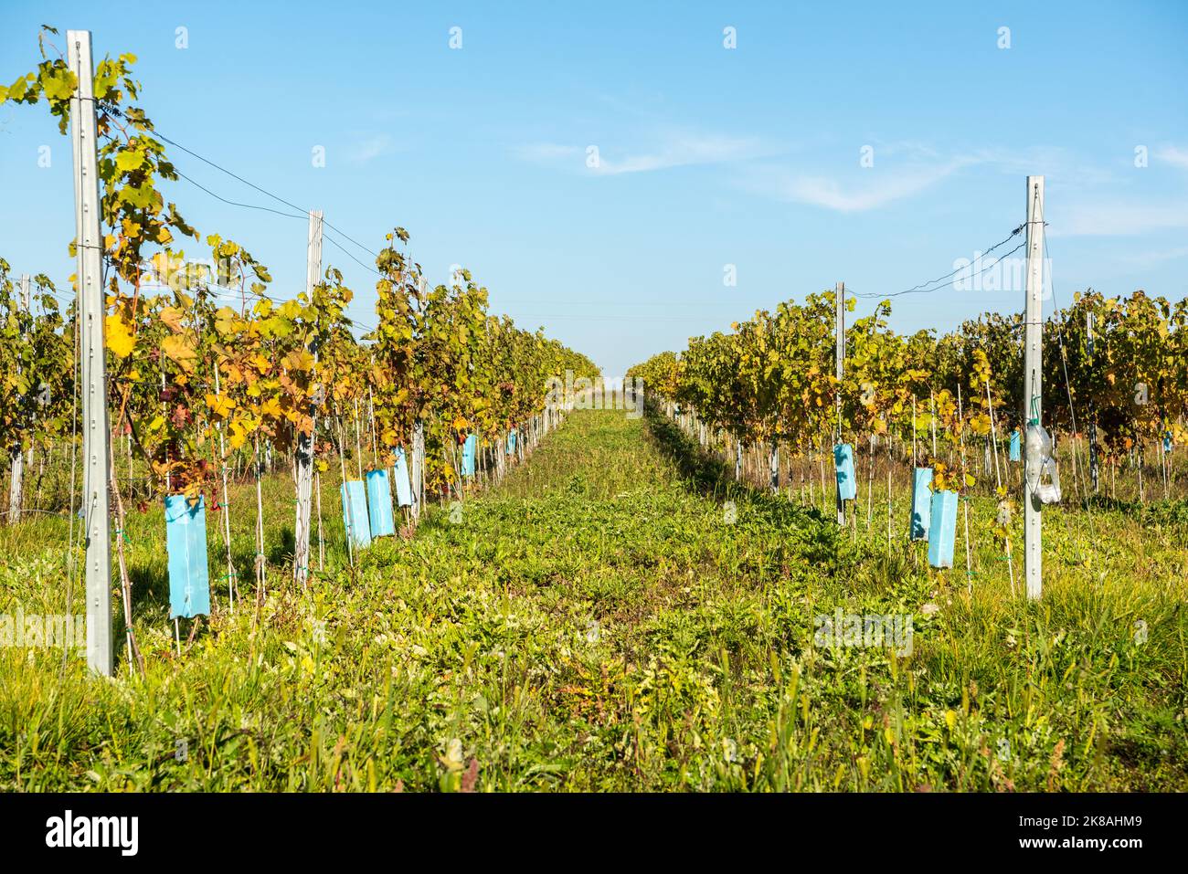 Vineyard in Eger, Hungary. The Eger wine region is famous for its red blend, Egri Bikaver and for some whites like Egri Leanyka, Debroi Harslevelu or Stock Photo