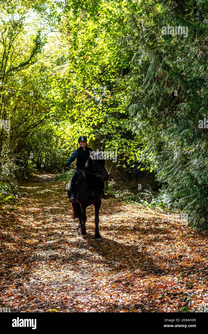 A horsewoman and her horse and Rebel a Friesian breed. First day out. Stock Photo