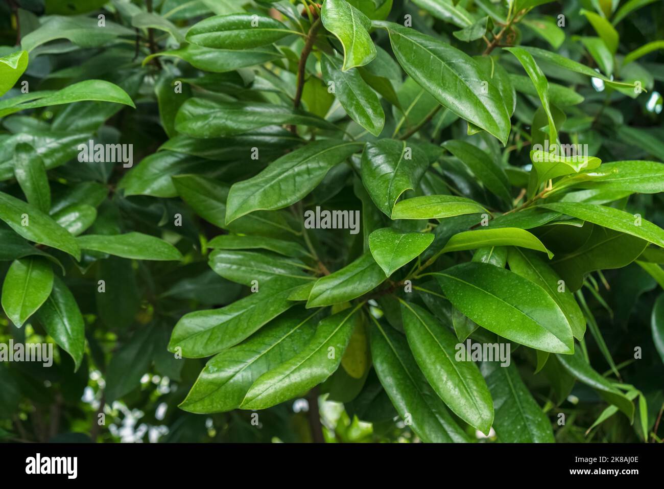 bright green leaves of ardisia revoluta kunth at close range view Stock Photo