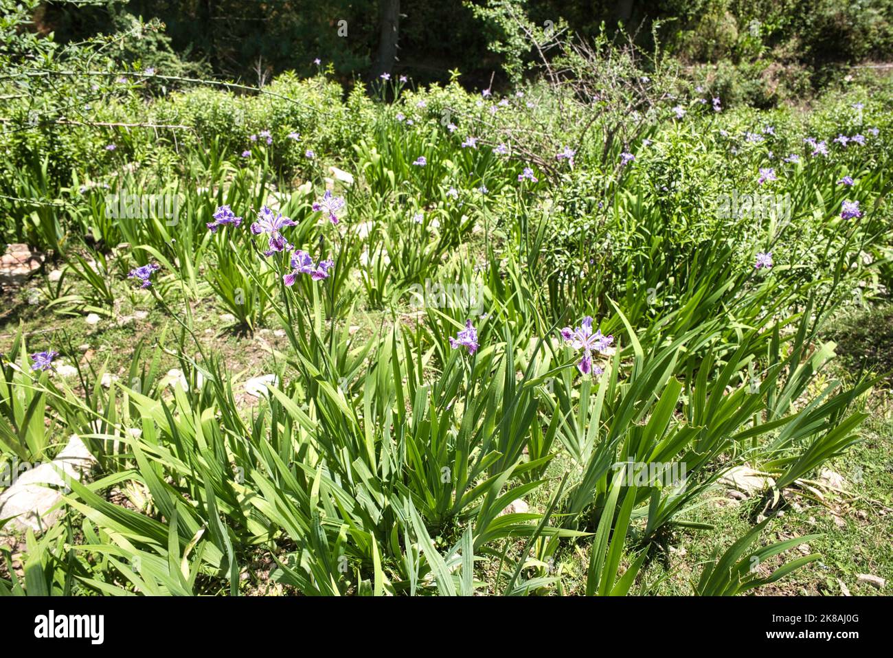 Alpine mountain scape with Iris flowers in a small meadow surrounded