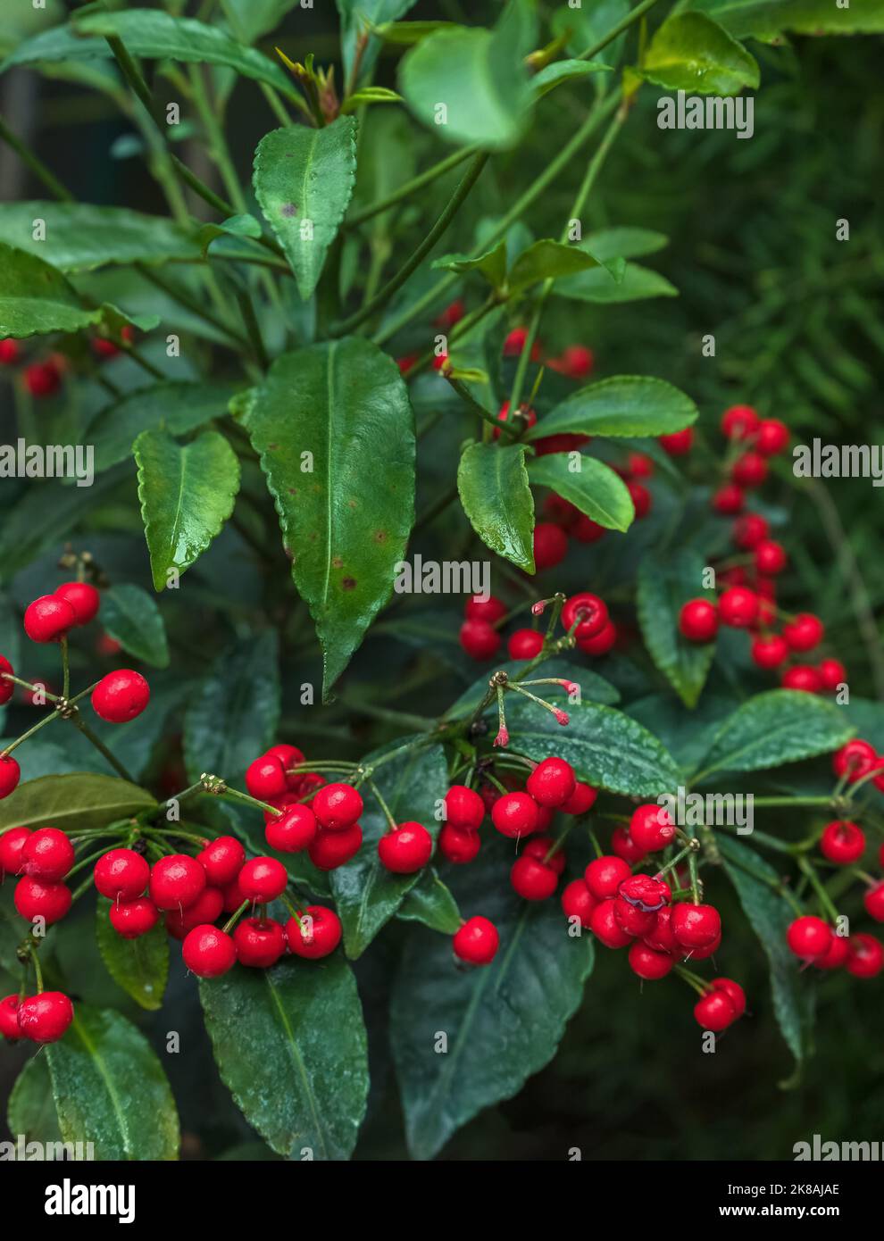 Ardisia crenata plant with red bright berries Stock Photo