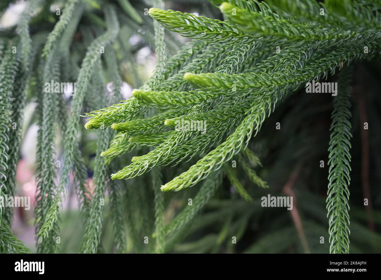 close up view of Araucaria heterophylla Norfolk island pine branches Stock Photo