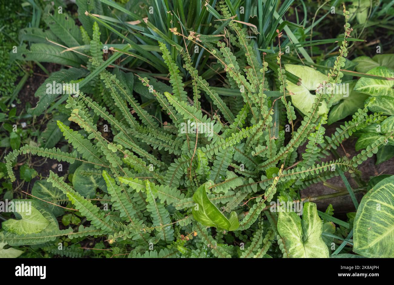 view from above on asplenium alatum leaves growing with other tropical plants Stock Photo