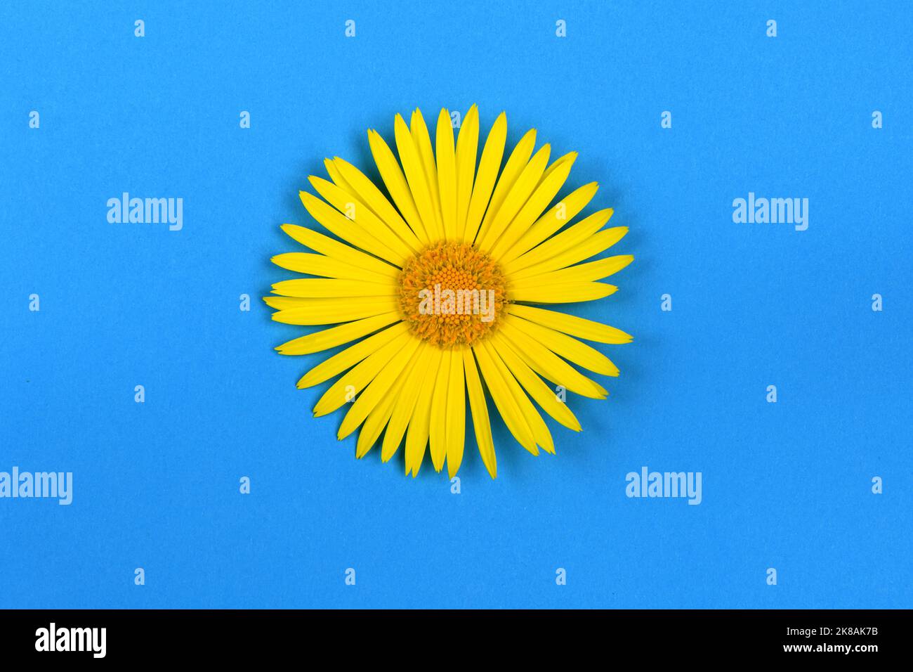 Photo of single daisy flower hi-res stock photography and images - Alamy