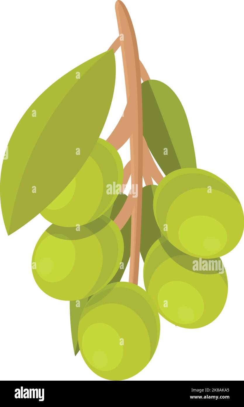 Ancient olive tree branch Stock Vector Images - Alamy