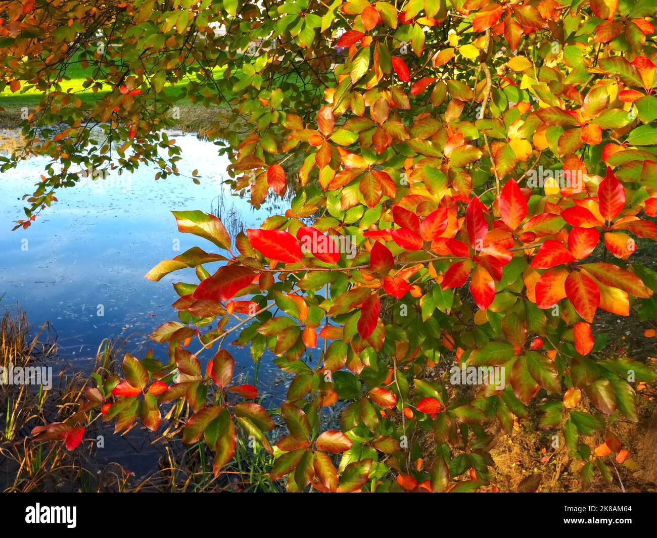 Colours of autumn fall - beautiful black Tupelo tree Stock Photo