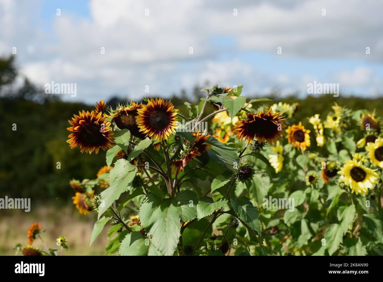 A variety of Orange and Yellow sunflowers growing on a allotment in the sun Stock Photo