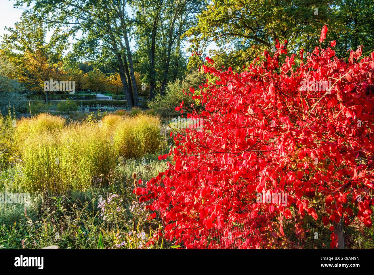 Tiergarten im Herbst, Herbstfarben, rot verfärbte Blätter, Berlin, Deutschland Stock Photo