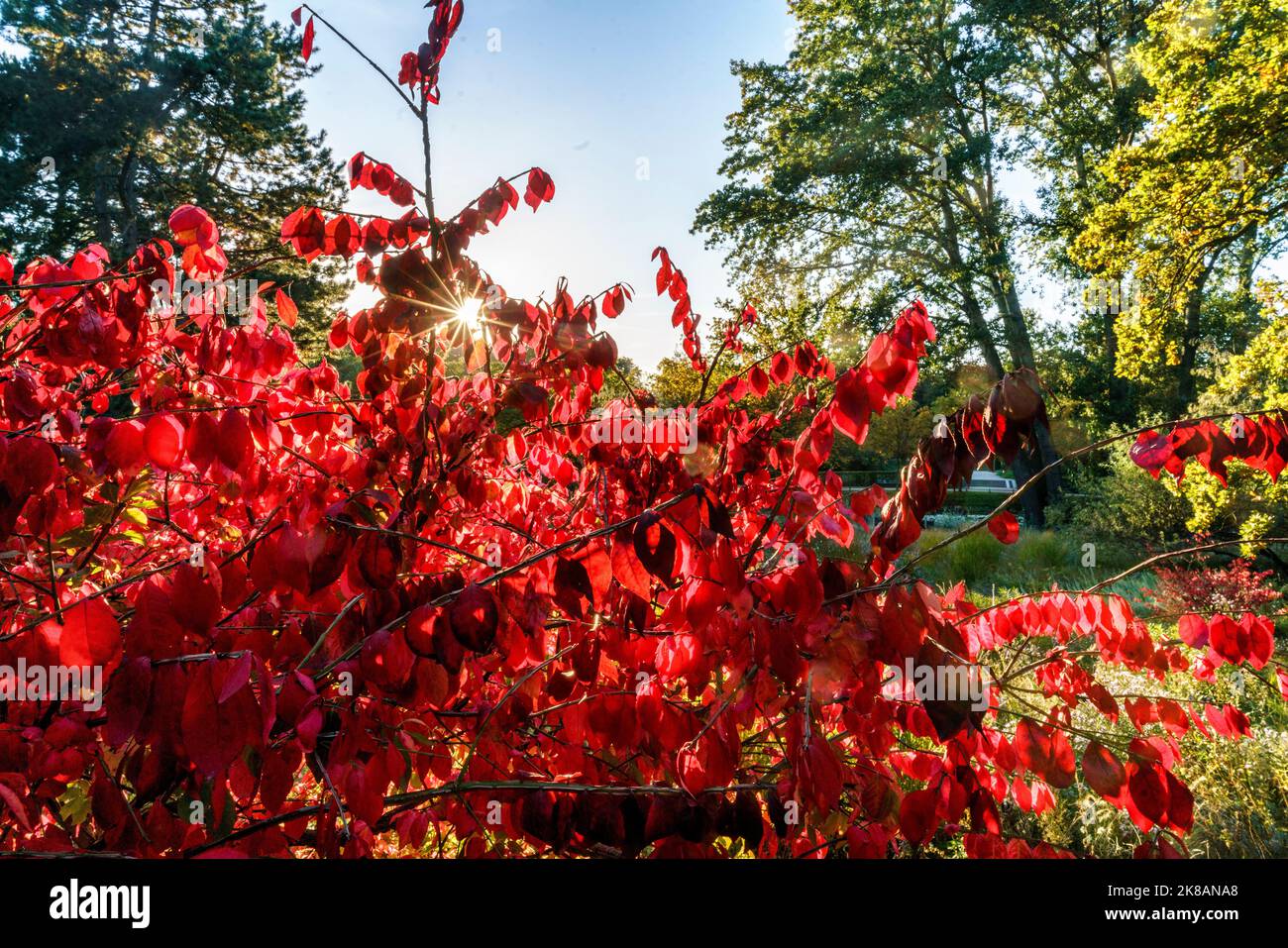 Tiergarten im Herbst, Herbstfarben, rot verfärbte Blätter, Berlin, Deutschland Stock Photo