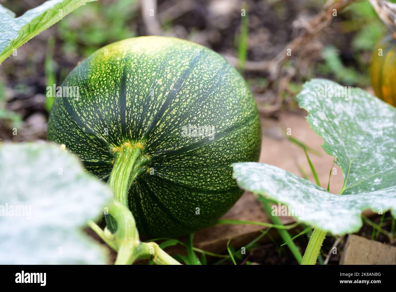 Green summer squash drying on the plant Stock Photo Alamy