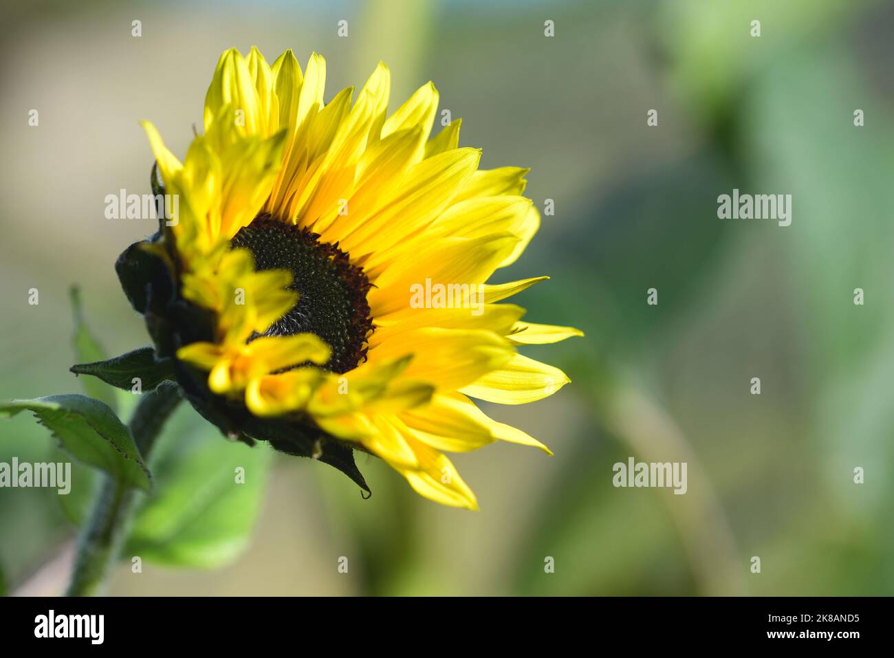 Classic yellow and black sunflower blooming in autumn sun Stock Photo