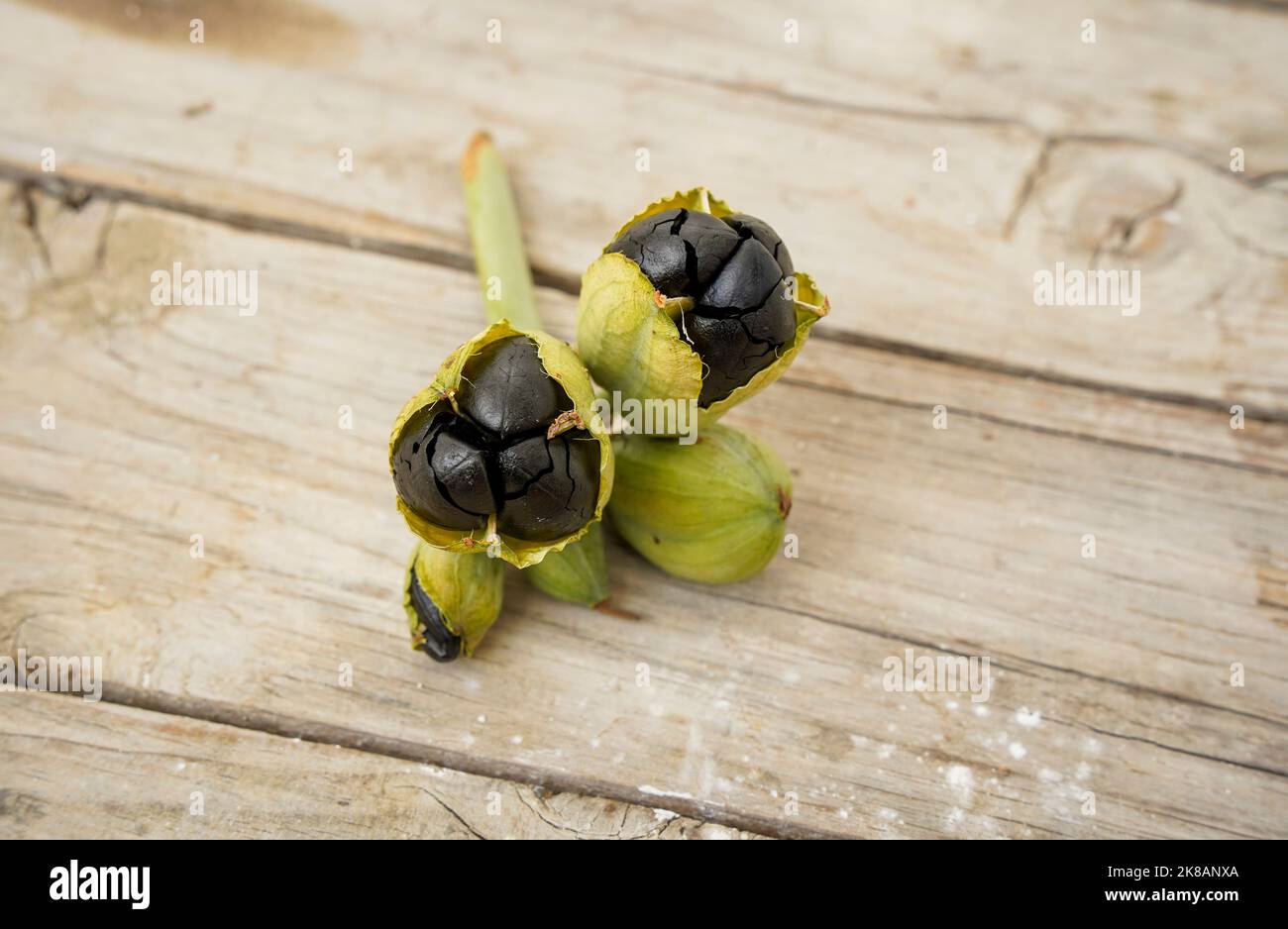 Seed pods (Pancratium maritimum) of native spanish plant sea daffodil found on beach, Spain. Stock Photo