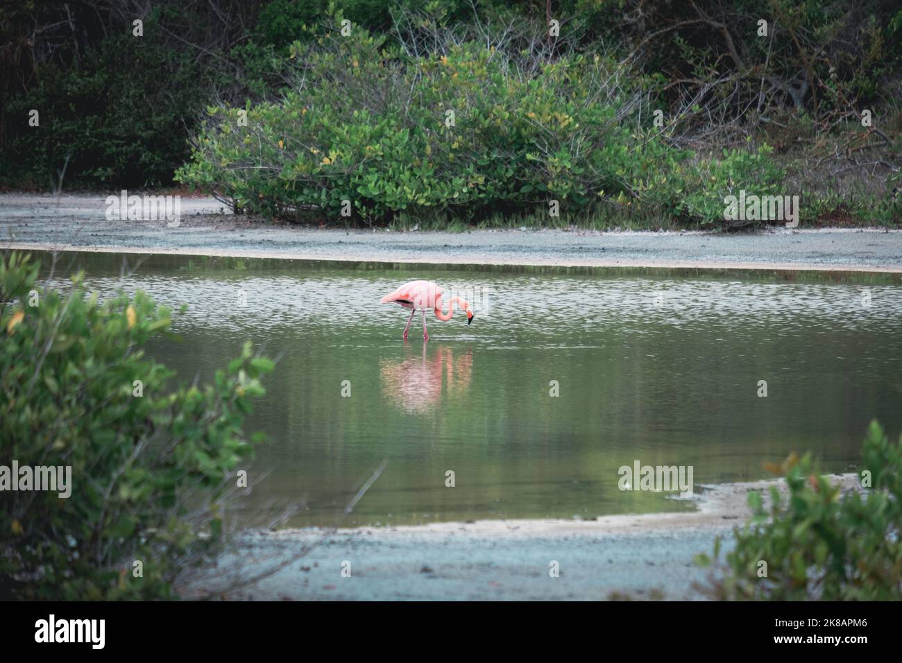 Flamingo in its feeding grounds on the Galapagos Islands Stock Photo