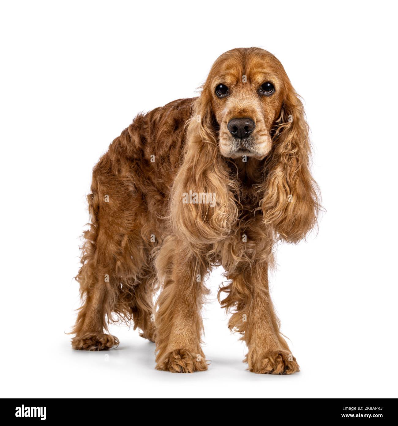 Dogs with top long curly ears