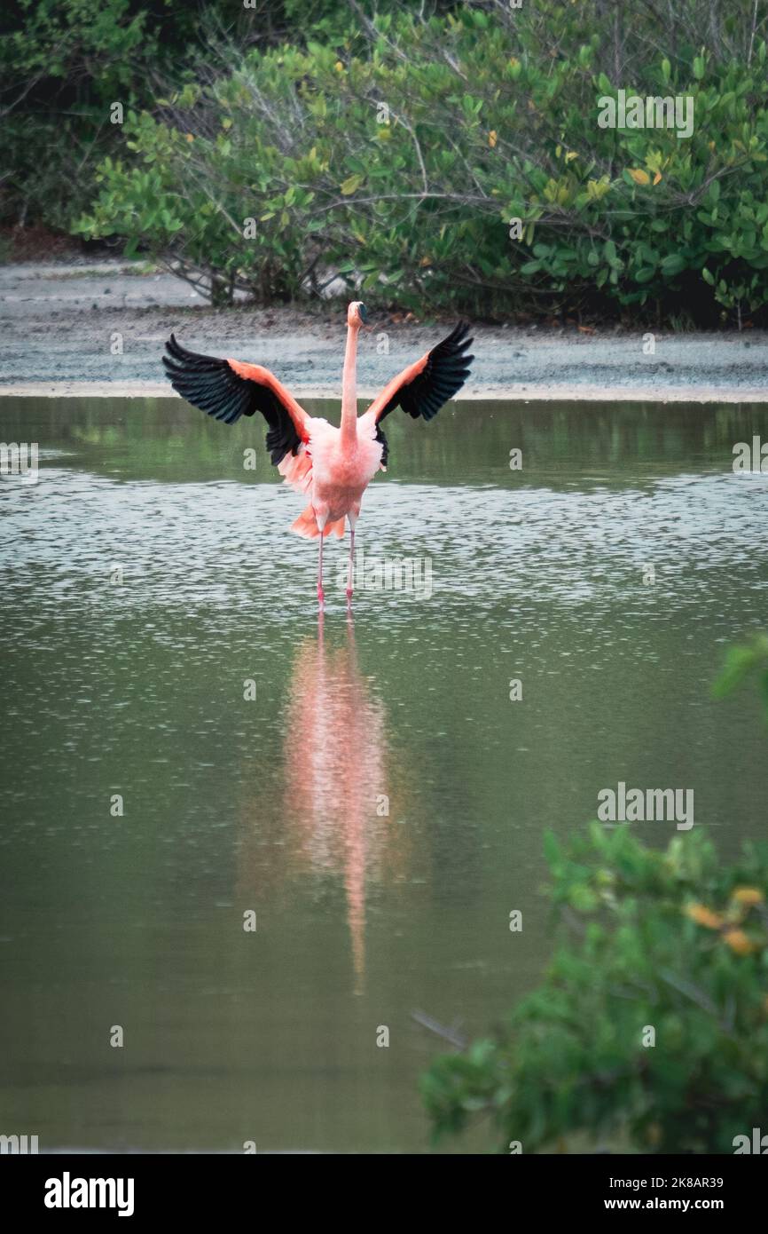 Flamingo in its feeding grounds on the Galapagos Islands Stock Photo