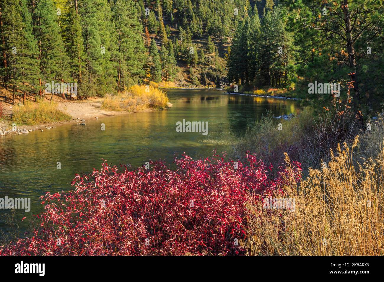 fall colors along the blackfoot river near bonner, montana Stock Photo