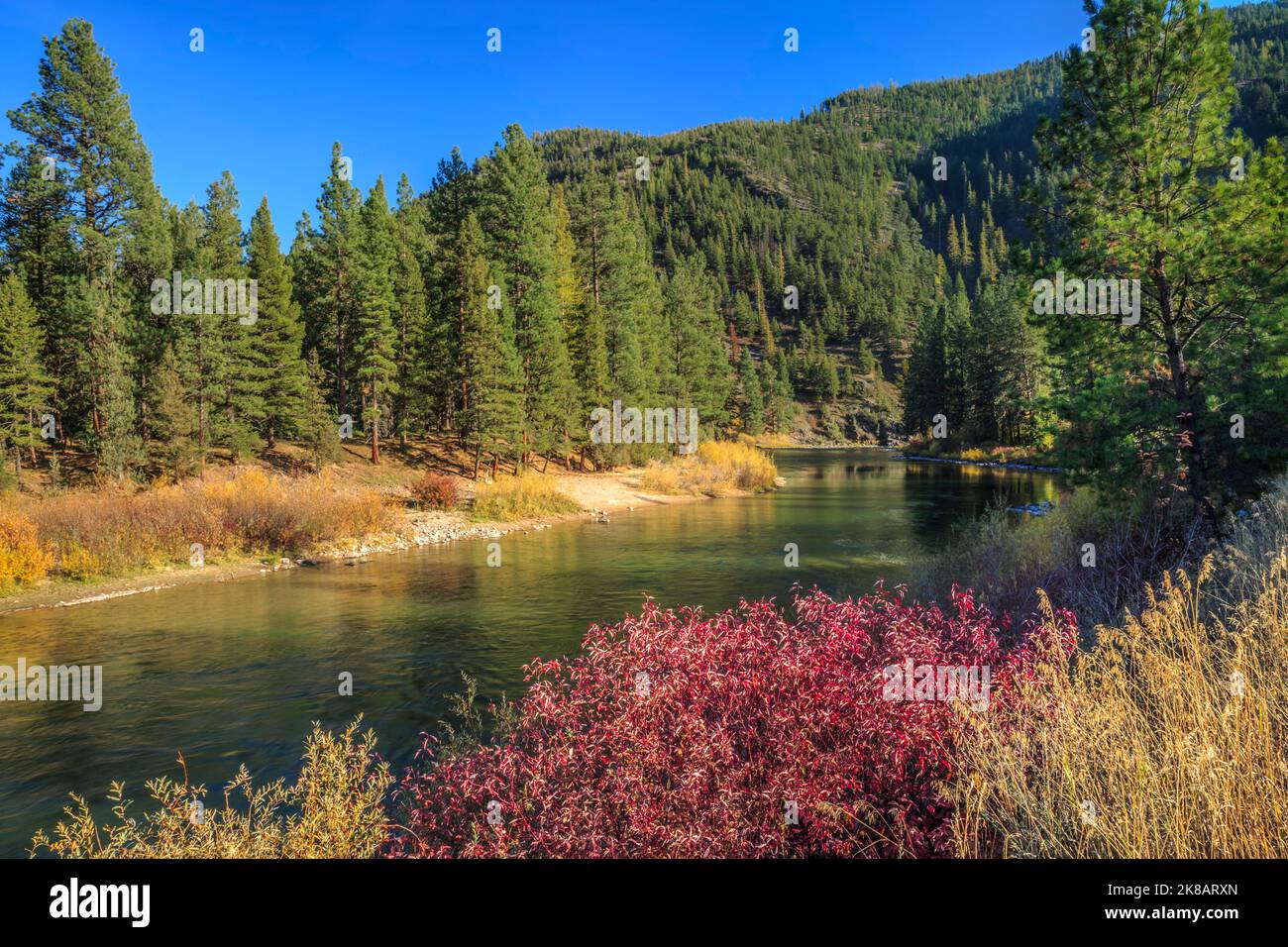 fall colors along the blackfoot river near bonner, montana Stock Photo