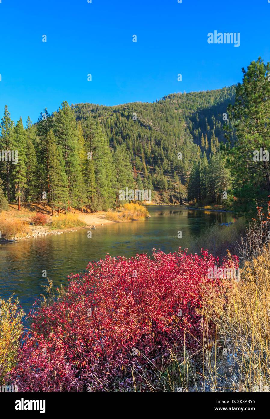 fall colors along the blackfoot river near bonner, montana Stock Photo