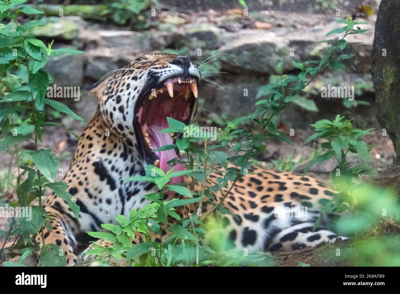 Female jaguar in zoo cage in Chiapas, Mexico. Big cat (Panthera onca) yawning in enclosure Stock Photo