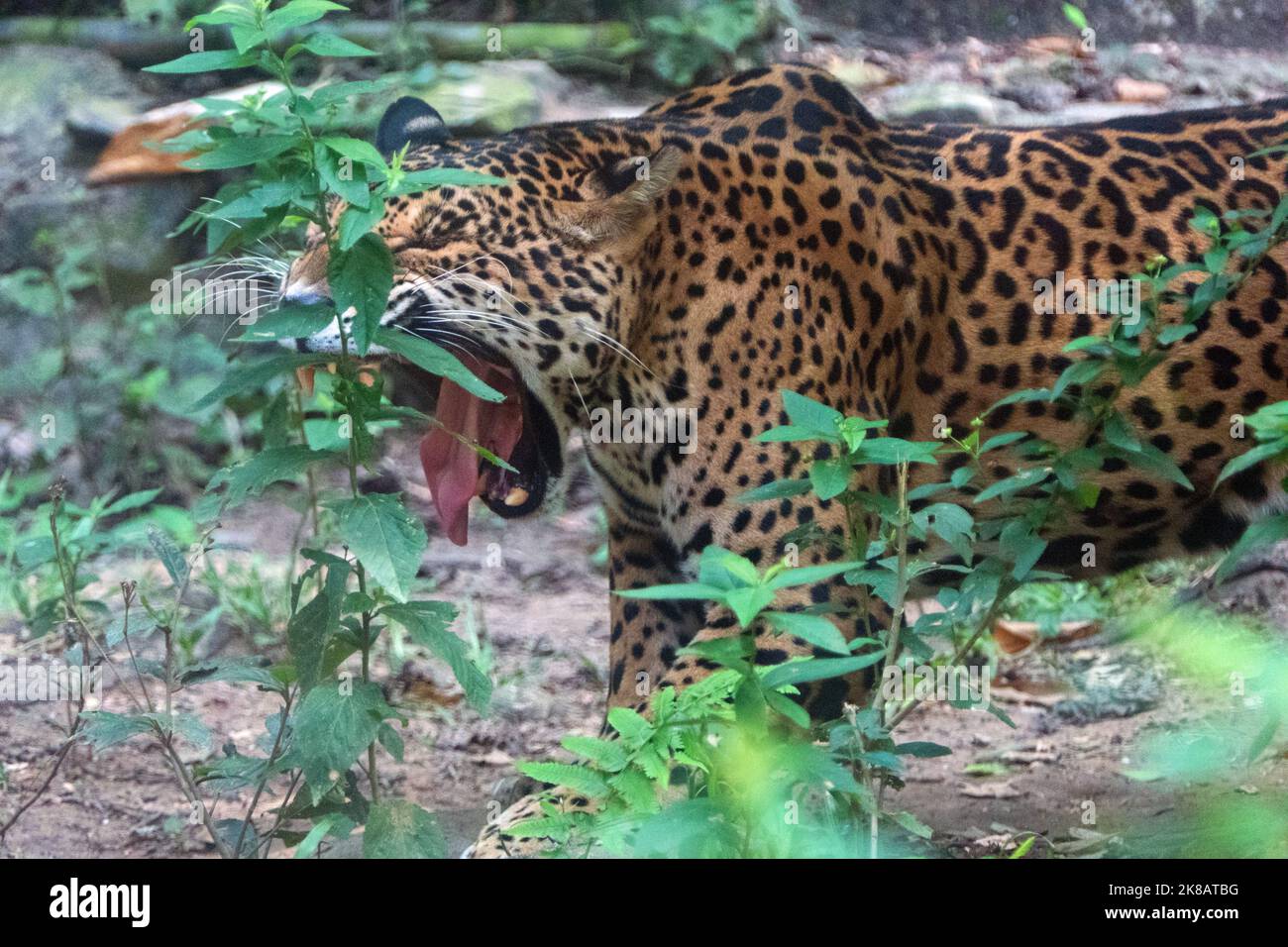 Female jaguar in zoo cage in Chiapas, Mexico. Big cat (Panthera onca) yawning in enclosure Stock Photo