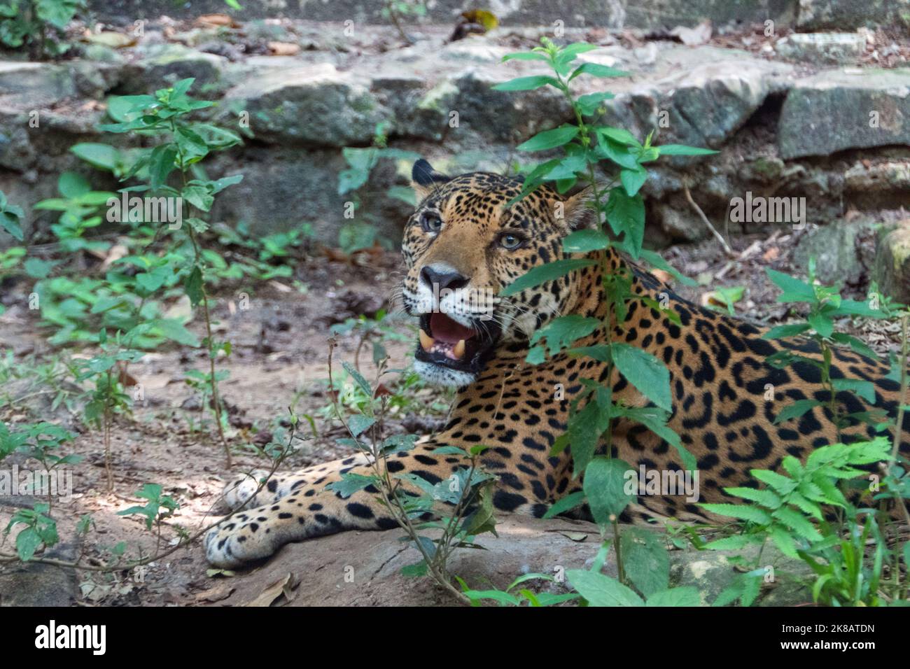 Female jaguar in zoo cage in Chiapas, Mexico. Big cat (Panthera onca) in enclosure Stock Photo