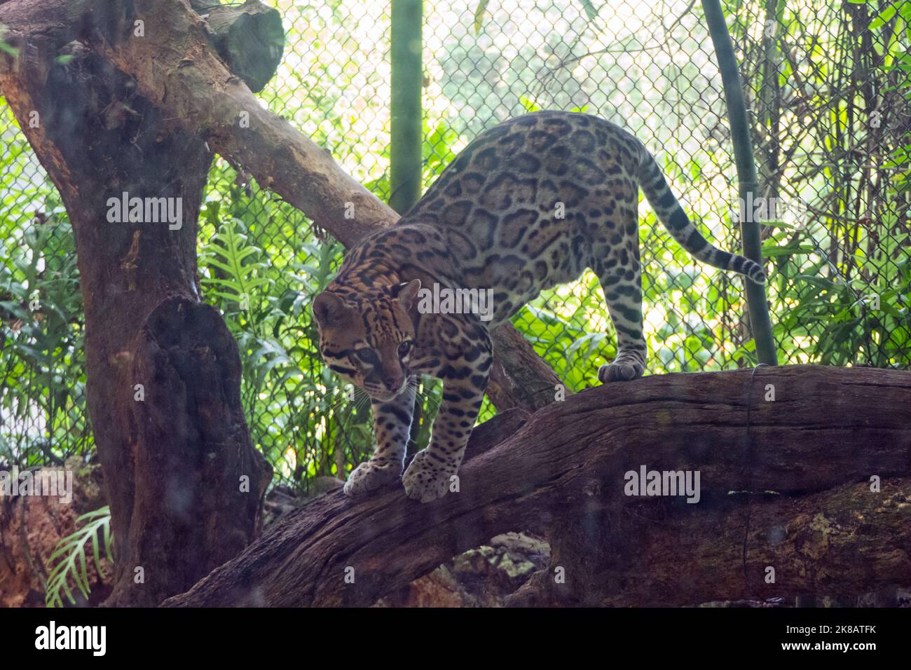 Ocelot (Leopardus pardalis) in zoo cage in Chiapas, Mexico. Small feline in enclosure Stock Photo