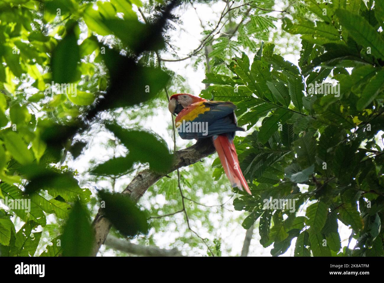 A scarlet macaw (Ara macao) perched on a tree branch in Chiapas, Mexico. Large red, yellow, and blue Central and South American parrot. Wild bird in r Stock Photo