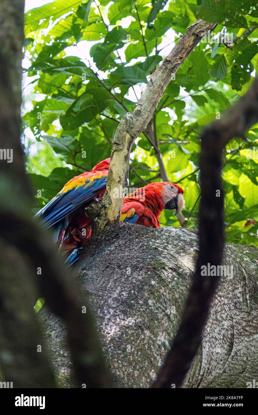 Two scarlet macaws (Ara macao) perched on a tree branch in Chiapas, Mexico. Large red, yellow, and blue Central and South American parrots. Wild birds Stock Photo