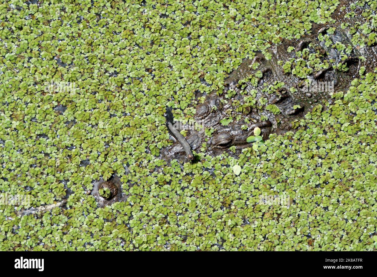 American crocodile (Crocodylus acutus) swimming in river water in Chiapas, Mexico, Central America. Stock Photo