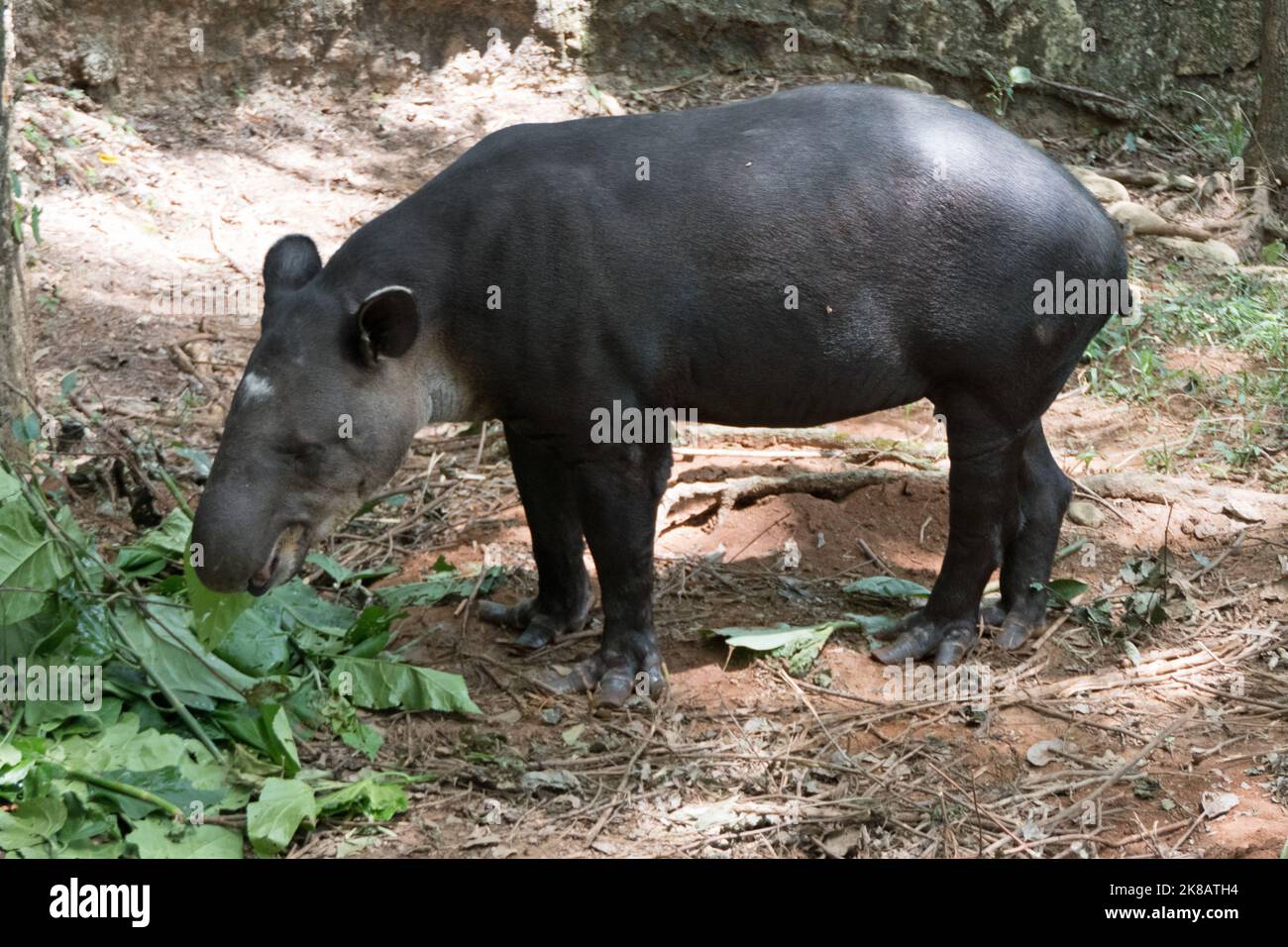 The Baird's tapir (Tapirus bairdii), also known as the Central American tapir, in zoo cage in Chiapas, Mexico. Herbivorous mammal eating leaves in enc Stock Photo