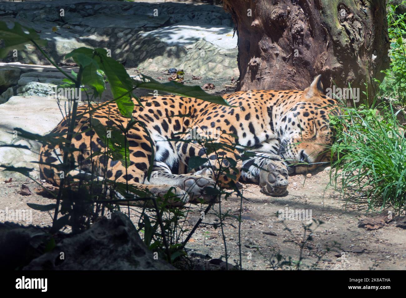 Large male jaguar in zoo cage in Chiapas, Mexico. Big cat (Panthera onca) resting in enclosure Stock Photo