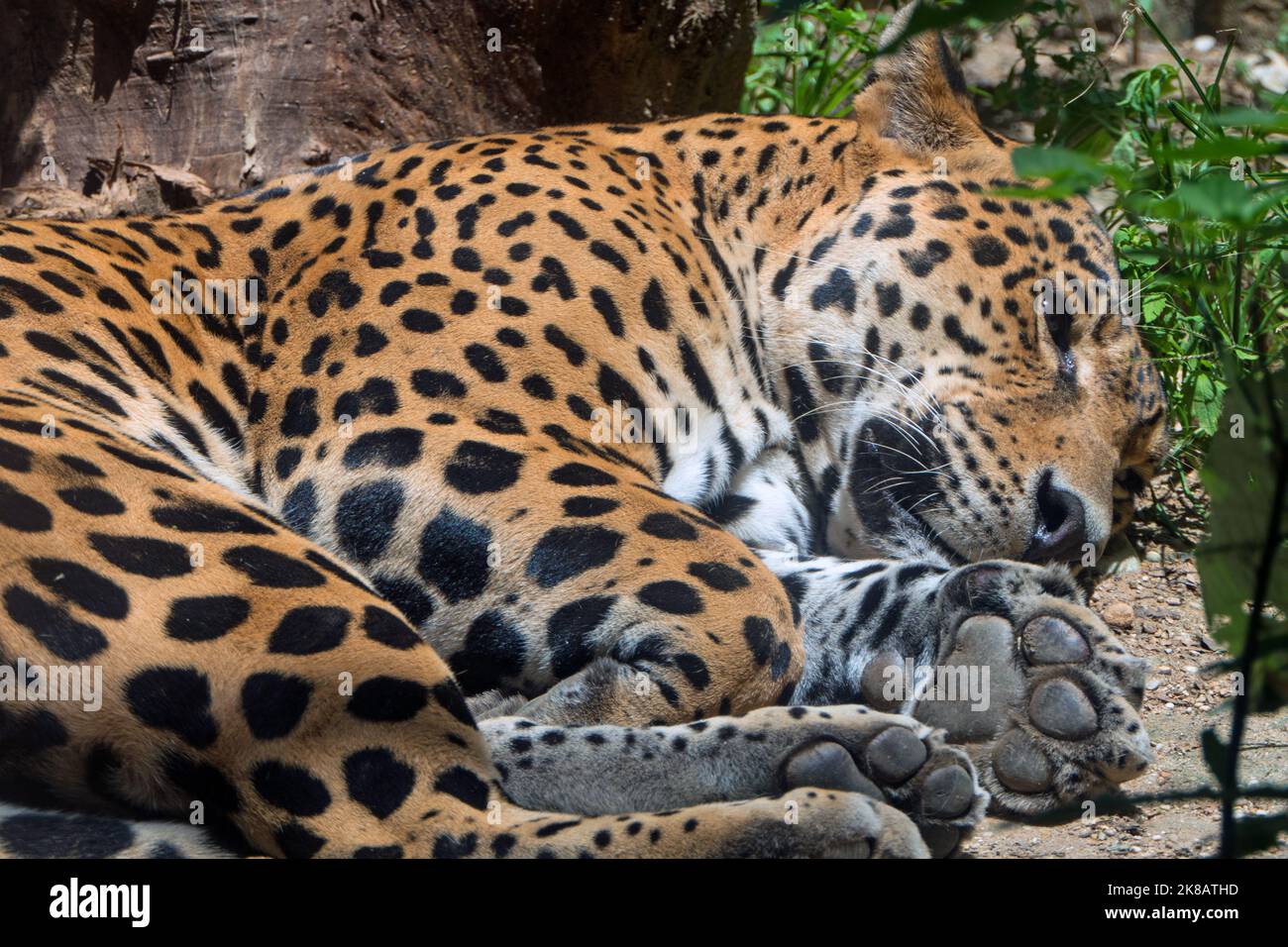 Large male jaguar in zoo cage in Chiapas, Mexico. Big cat (Panthera onca) taking a nap in enclosure Stock Photo