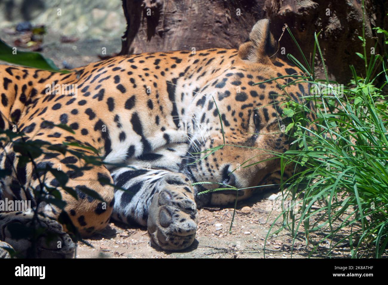 Large male jaguar in zoo cage in Chiapas, Mexico. Big cat (Panthera onca) sleeping in enclosure Stock Photo
