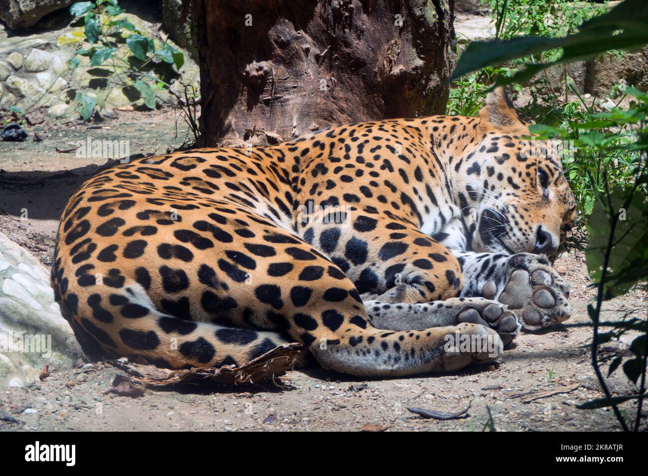 Large male jaguar in zoo cage in Chiapas, Mexico. Big cat (Panthera onca) sleeping in enclosure Stock Photo