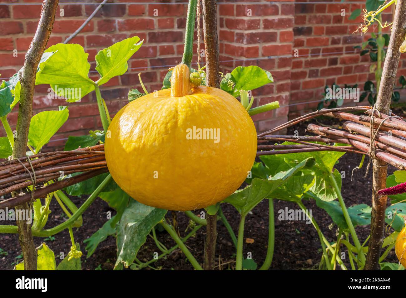 Yellow round pumpkin ready for harvest, growing in a large wicker support frame. Stock Photo