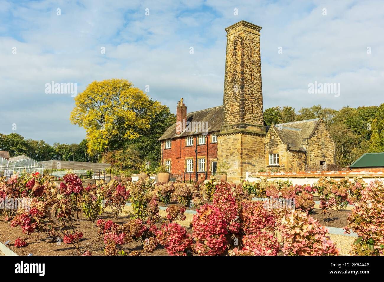 Small shrubs of hydrangea in autumnal colour planted in front of an old brick building with tall tower The Bothy at the RHS Bridgewater gardens, UK. Stock Photo